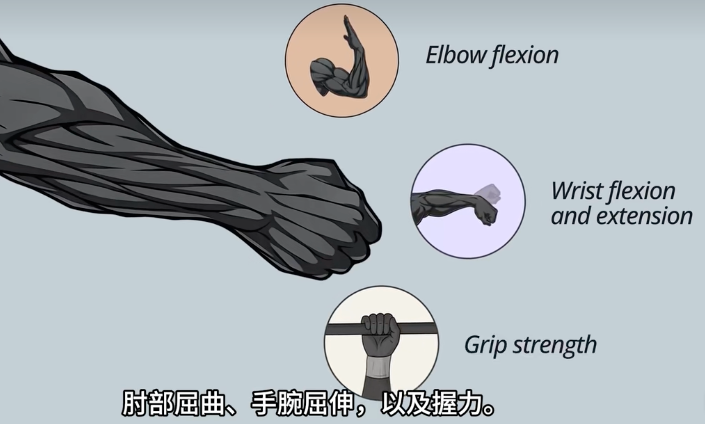 forearm functions