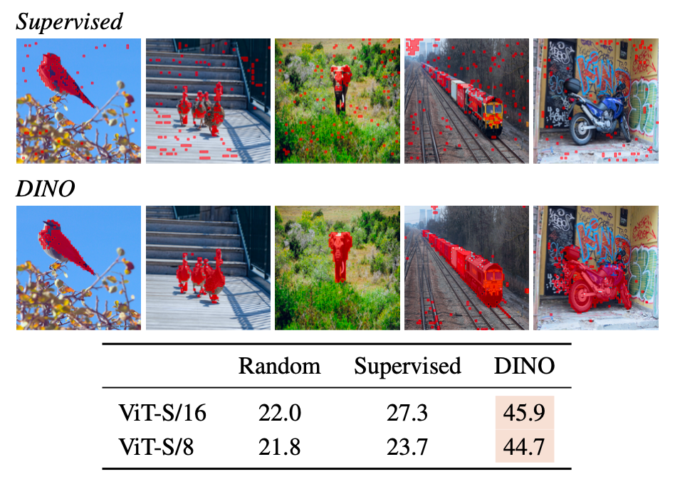 Figure 4: Segmentations from supervised versus DINO.